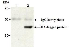 Western Blotting (WB) image for anti-HA-Tag antibody (ABIN2853621) (HA-Tag antibody)