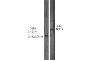 Western Blot (WB) analysis of specific cells using Phospho-IkappaB-alpha (S32/S36) Polyclonal Antibody. (NFKBIA antibody  (pSer32, pSer36))