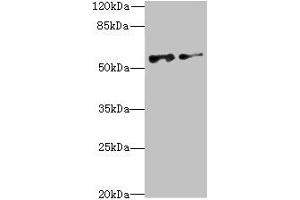 NEK3 anticorps  (AA 267-506)