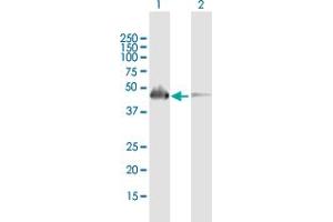 Western Blot analysis of SH2D2A expression in transfected 293T cell line by SH2D2A MaxPab polyclonal antibody. (SH2D2A antibody  (AA 1-389))