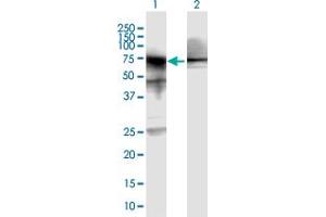 Western Blotting (WB) image for anti-Heat Shock 70kDa Protein 1A (HSPA1A) (AA 1-641) antibody (ABIN1327260)