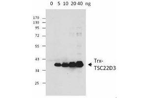 Western Blotting (WB) image for anti-Thioredoxin (TXN) antibody (ABIN2665410) (TXN antibody)