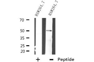 Western blot analysis of extracts from RAW264. (BHLHE41 antibody  (N-Term))