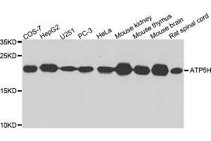 Western blot analysis of extracts of various cell lines, using ATP5H antibody. (ATP5H antibody)