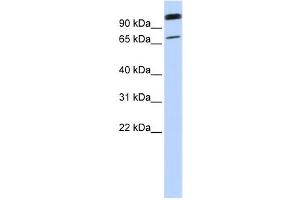 Western Blotting (WB) image for anti-Organic Anion Transporter LST-3b (LST-3TM12) antibody (ABIN2458865) (LST-3TM12 antibody)