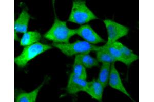 293 cells were stained with IRF7 (2A1) Monoclonal Antibody  at [1:200] incubated overnight at 4C, followed by secondary antibody incubation, DAPI staining of the nuclei and detection. (IRF7 antibody)