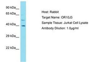 Image no. 1 for anti-Olfactory Receptor, Family 10, Subfamily J, Member 3 (OR10J3) (AA 245-294) antibody (ABIN6750819)