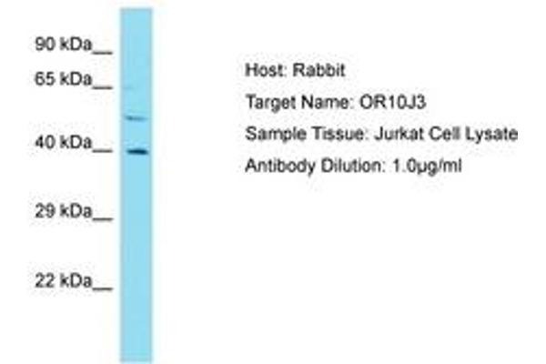 OR10J3 anticorps  (AA 245-294)