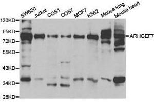 Western Blotting (WB) image for anti-rho Guanine Nucleotide Exchange Factor (GEF) 7 (ARHGEF7) antibody (ABIN1871089) (ARHGEF7 antibody)