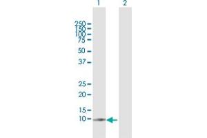 Western Blot analysis of G0S2 expression in transfected 293T cell line by G0S2 MaxPab polyclonal antibody. (G0S2 antibody  (AA 1-103))