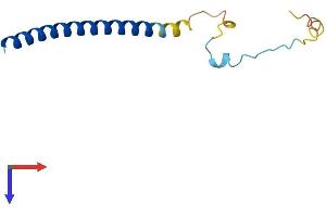 AlphaFold protein structure predicition of Human Recombinant SNAPC5 Protein, UniprotID O75971 (SNAPC5 Protein (AA 1-98) (His tag))