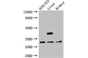 Western Blot Positive WB detected in: NIH/3T3 whole cell lysate, Mouse liver tissue, Mouse kidney tissue All lanes: MTAP antibody at 2. (MTAP antibody  (AA 1-283))