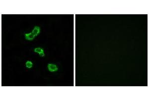 Immunofluorescence (IF) image for anti-Carbonic Anhydrase VB, Mitochondrial (CA5B) (C-Term) antibody (ABIN1851011) (CA5B antibody  (C-Term))