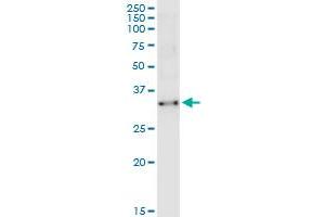 Immunoprecipitation of TCEA2 transfected lysate using anti-TCEA2 MaxPab rabbit polyclonal antibody and Protein A Magnetic Bead , and immunoblotted with TCEA2 purified MaxPab mouse polyclonal antibody (B02P) . (TCEA2 antibody  (AA 1-299))