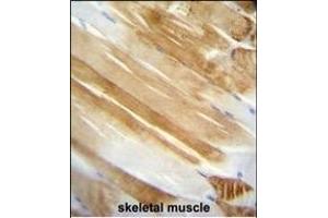 NUCL Monoclonal Antibody A immunohistochemistry analysis in formalin fixed and paraffin embedded human skeletal muscle followed by peroxidase conjμgation of the secondary antibody and DAB staining. (Nucleolin antibody)