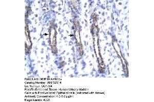 Human urinary bladder (MMP19 antibody  (N-Term))