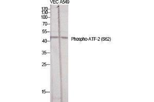 Western Blot (WB) analysis of specific cells using Phospho-ATF-2 (S62) Polyclonal Antibody. (ATF2 antibody  (pSer62))