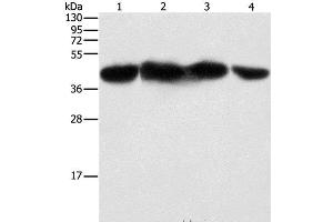 Western Blot analysis of HepG2, 293T, hela and NIH/3T3 cell using PGK2 Polyclonal Antibody at dilution of 1:600 (PGK2 antibody)