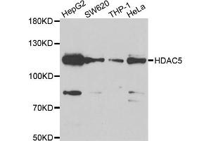 Western blot analysis of extracts of various cell lines, using HDAC5 antibody. (HDAC5 antibody)