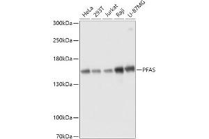 Western blot analysis of extracts of various cell lines, using PFAS antibody (ABIN7269366) at 1:3000 dilution. (PFAS antibody  (AA 1-300))