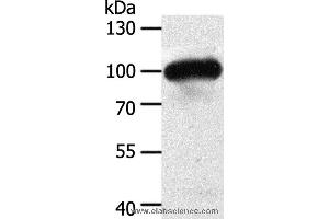 Western blot analysis of Mouse heart tissue, using MAP4K3 Polyclonal Antibody at dilution of 1:400 (MAP4K3 antibody)