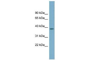 SDSL antibody used at 1 ug/ml to detect target protein. (SDSL antibody  (N-Term))