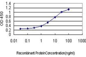 Detection limit for recombinant GST tagged RAD23A is approximately 0. (RAD23A antibody  (AA 151-250))