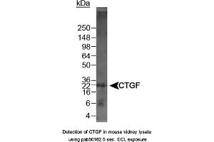 Image no. 1 for anti-Connective Tissue Growth Factor (CTGF) (C-Term) antibody (ABIN363491) (CTGF antibody  (C-Term))