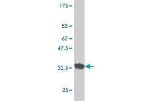 Western Blot detection against Immunogen (37. (CHRND antibody  (AA 24-130))