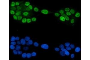IF analysis of GATA6 using anti-GATA6 antibody (ABIN7599662).