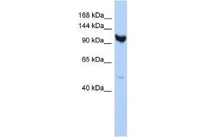 ARMC3 antibody used at 1 ug/ml to detect target protein.