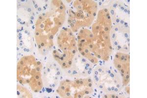 Figure. (CRTC3 antibody  (AA 1-103))