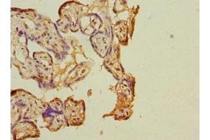 Immunohistochemistry of paraffin-embedded human placenta tissue using ABIN7148013 at dilution of 1:100