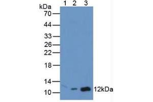 Figure. (MIF antibody  (AA 4-112))