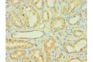 Immunohistochemistry of paraffin-embedded human kidney tissue using ABIN7159650 at dilution of 1: 100