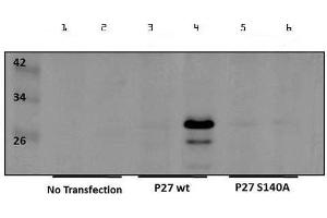 Western Blot of Rabbit anti-p27kip1pS140 Antibody. (CDKN1B antibody  (Internal Region, pSer140))