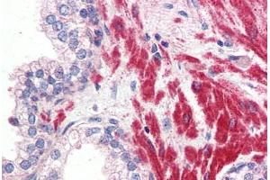 OR51E1 antibody  (Internal Region)
