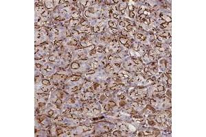 Immunohistochemical staining of human stomach with CD99L2 polyclonal antibody  shows strong membranous and cytoplasmic positivity in glandular cells. (CD99L2 antibody)