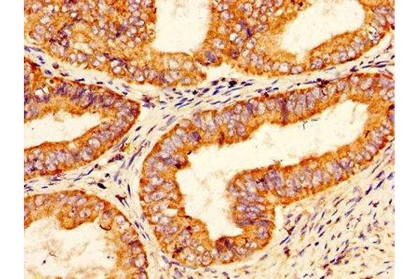 PROS1 antibody  (AA 42-676)