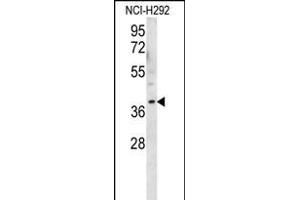 OR2AK2 Antibody (C-term) (ABIN656146 and ABIN2845482) western blot analysis in NCI- cell line lysates (35 μg/lane).