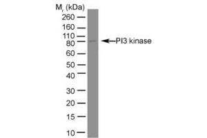 Image no. 1 for anti-Phosphoinositide 3 Kinase, p85 alpha (PI3K p85a) antibody (ABIN297461) (PIK3R1 antibody)