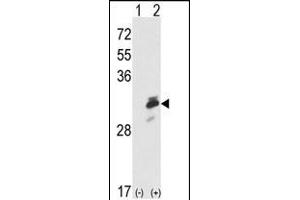 Western blot analysis of ERP29 (arrow) using rabbit polyclonal ERP29 Antibody (Center) (ABIN389440 and ABIN2839513). (ERP29 antibody  (AA 151-179))