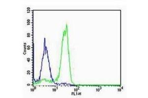 NCI-H460 cells probed with Rabbit Anti-SP-C Polyclonal Antibody  Alexa Fluor 488 Conjugated Secondary Antibody. (Surfactant Protein C antibody  (AA 24-58))