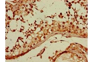 Immunohistochemistry of paraffin-embedded human testis tissue using ABIN7154727 at dilution of 1:100 (GNA11 antibody  (AA 1-359))