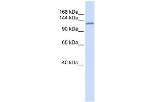 WB Suggested Anti-ATN1 Antibody Titration: 0. (Atrophin 1 antibody  (N-Term))