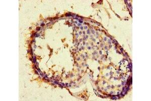 Immunohistochemistry of paraffin-embedded human testis tissue using ABIN7144126 at dilution of 1:100 (ACE2 antibody  (AA 395-638))