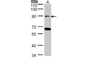 WB Image Sample (30 ug of whole cell lysate) A: H1299 7. (Periostin antibody  (C-Term))