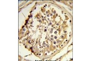 Formalin-fixed and paraffin-embedded human testis reacted with C14orf145 Antibody (Center), which was peroxidase-conjugated to the secondary antibody, followed by DAB staining. (CEP128 antibody  (AA 906-935))