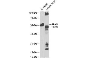 Western blot analysis of extracts of various cell lines, using PPAN Antibody (ABIN6133157, ABIN6145994, ABIN6145996 and ABIN6223238) at 1:1000 dilution. (PPAN antibody  (AA 1-300))