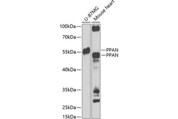 PPAN 抗体  (AA 1-300)